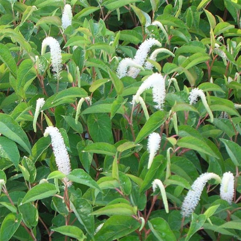 Saururus cernuus - Saururus (Flowering)