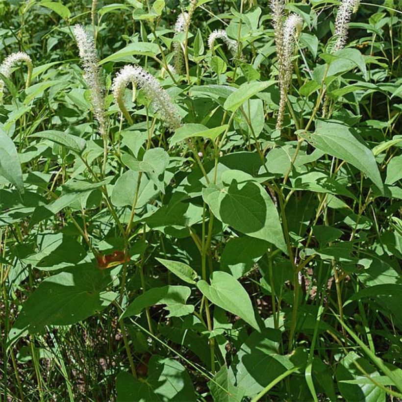 Saururus cernuus - Saururus (Plant habit)
