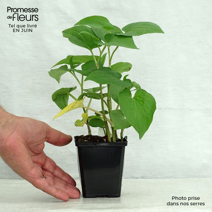 Exemplar von Saururus cernuus - Saururus Kleine Töpfe von 8/9 cm wie im Sommer geliefert