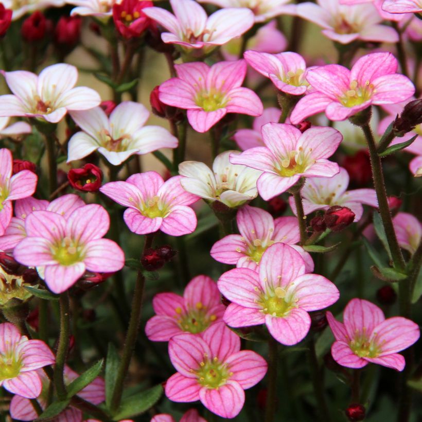 Saxifraga Irish - Rasen-Steinbrech (Flowering)