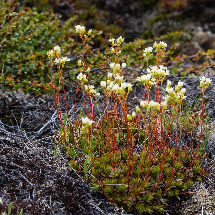 Saxifraga Irish - Rasen-Steinbrech (Plant habit)