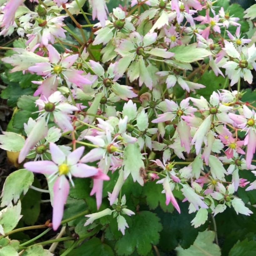 Saxifraga OPERA Lakmé - Herbst-Steinbrech (Flowering)