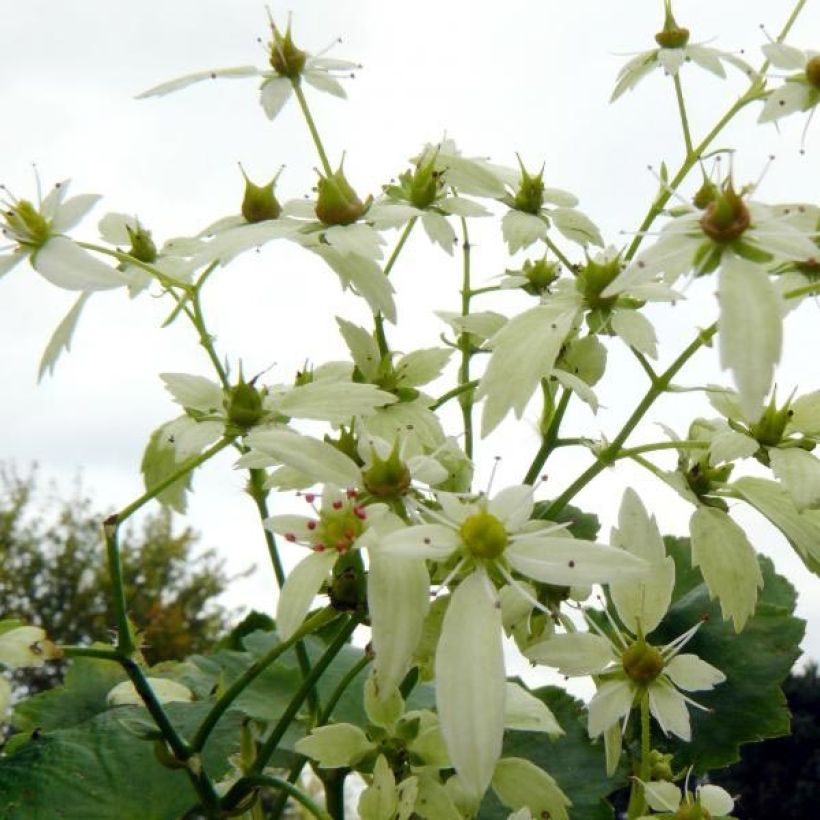 Saxifraga OPERA Orpheus - Herbst-Steinbrech (Flowering)