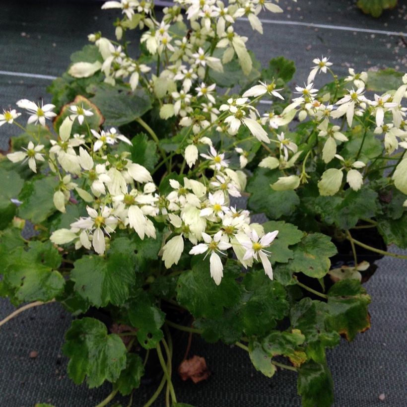 Saxifraga OPERA Orpheus - Herbst-Steinbrech (Plant habit)