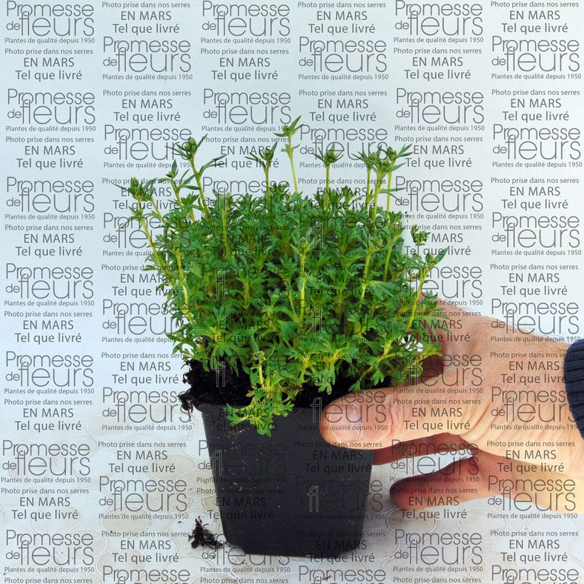 Example of Saxifraga arendsii Adebar - Garten-Moos-Steinbrech Kleine Töpfe von 8/9 cm as you get