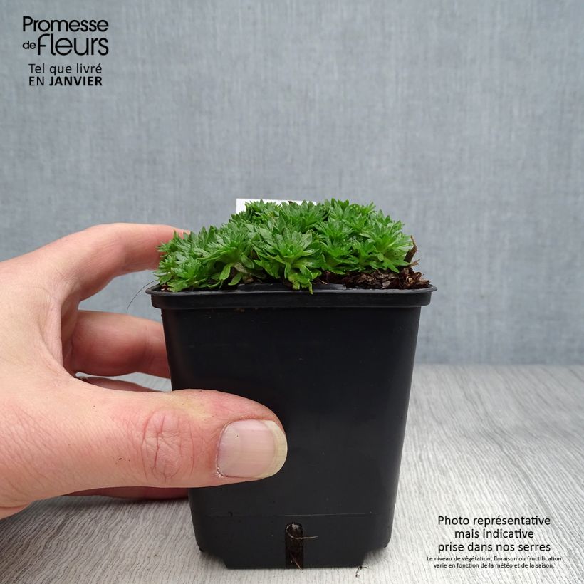 Exemplar von Saxifraga arendsii Compactum - Garten-Moos-Steinbrech Kleine Töpfe von 8/9 cm wie im Winter geliefert