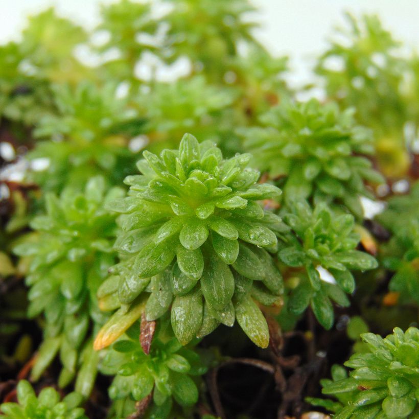 Saxifraga arendsii Peter Pan - Garten-Moos-Steinbrech (Foliage)
