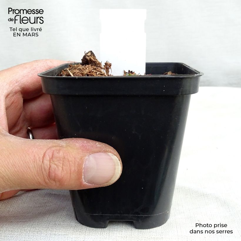 Exemplar von Saxifraga arendsii Purpurteppich - Garten-Moos-Steinbrech Kleine Töpfe von 8/9 cm wie im Frühjahr geliefert