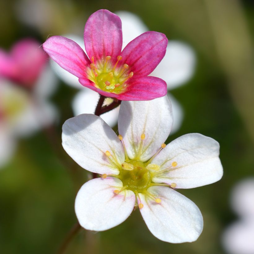 Saxifraga arendsii Ware's Crimson - Garten-Moos-Steinbrech (Flowering)