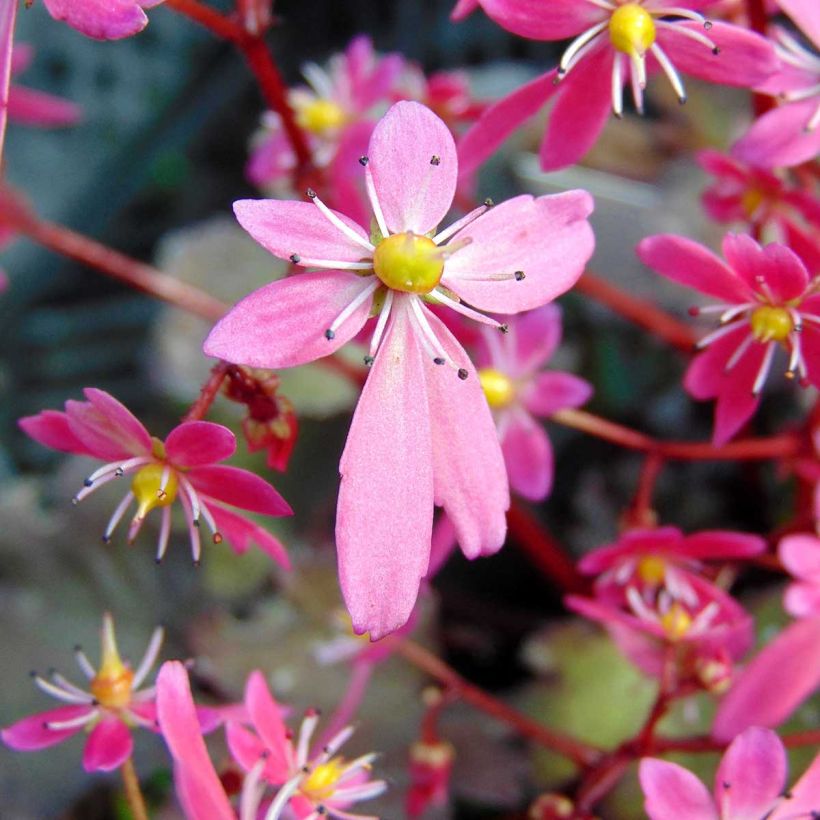 Saxifraga cortusifolia Black Ruby - Herbst-Steinbrech (Flowering)