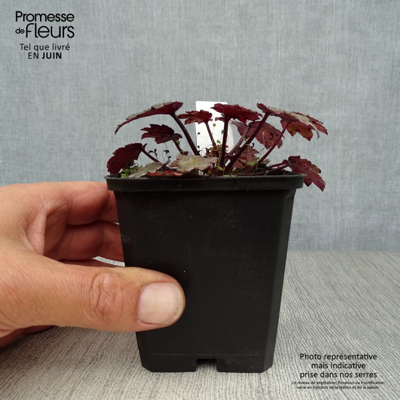 Exemplar von Saxifraga cortusifolia Black Ruby - Herbst-Steinbrech Kleine Töpfe von 8/9 cm wie im Sommer geliefert