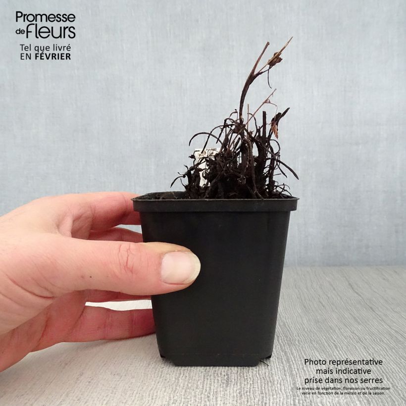 Exemplar von Saxifraga cortusifolia Cheap Confections - Herbst-Steinbrech Kleine Töpfe von 8/9 cm wie im Winter geliefert