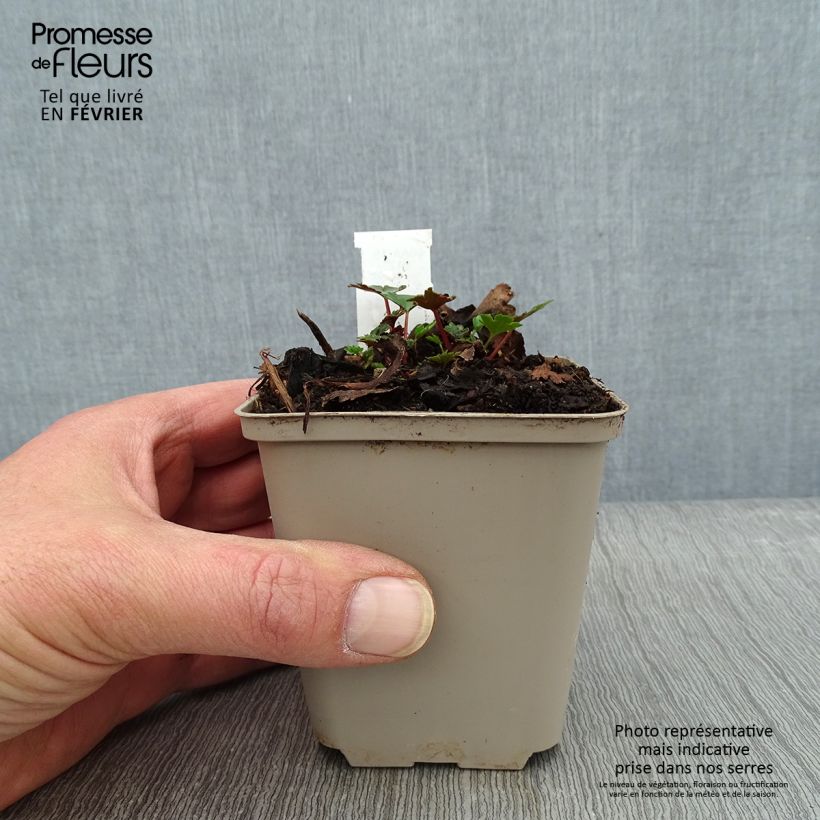 Exemplar von Saxifraga cortusifolia Shiranami - Herbst-Steinbrech Kleine Töpfe von 8/9 cm wie im Winter geliefert