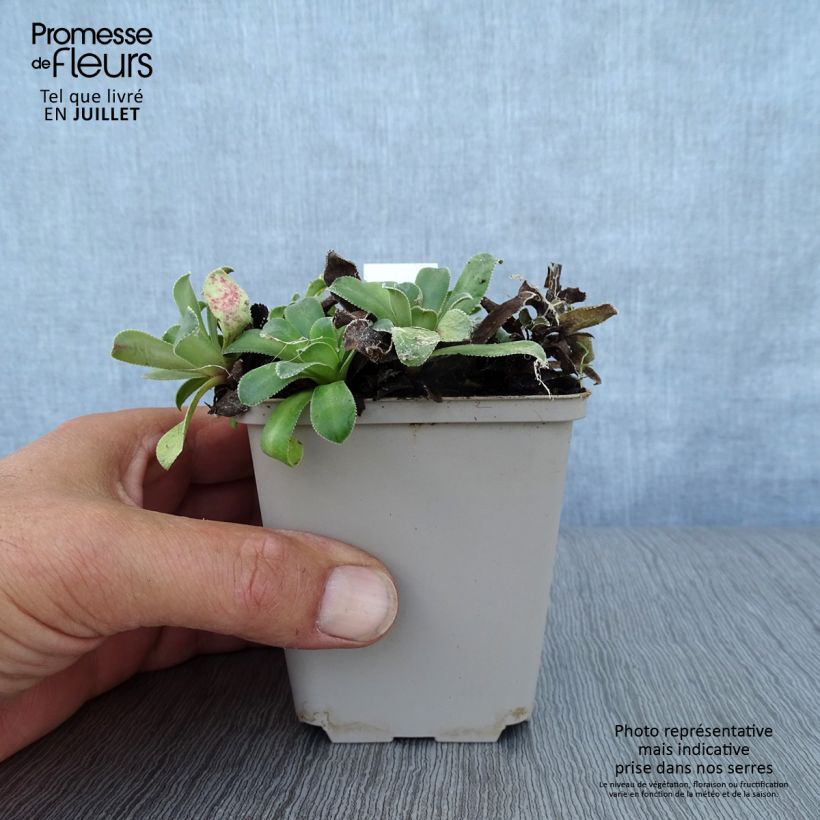 Exemplar von Saxifraga cotyledon Southside Seedling - Strauß-Steinbrech Kleine Töpfe von 8/9 cm wie im Sommer geliefert