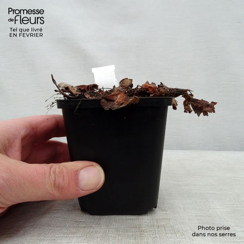 Exemplar von Saxifraga fortunei Beni Tsukasa - Herbst-Steinbrech Kleine Töpfe von 8/9 cm wie im Winter geliefert