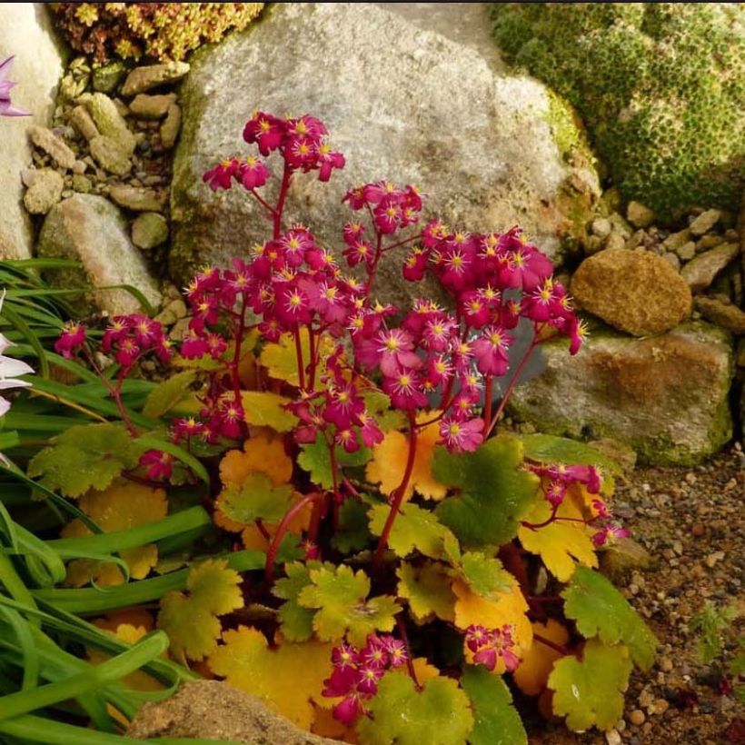 Saxifraga fortunei Gokka - Herbst-Steinbrech (Plant habit)