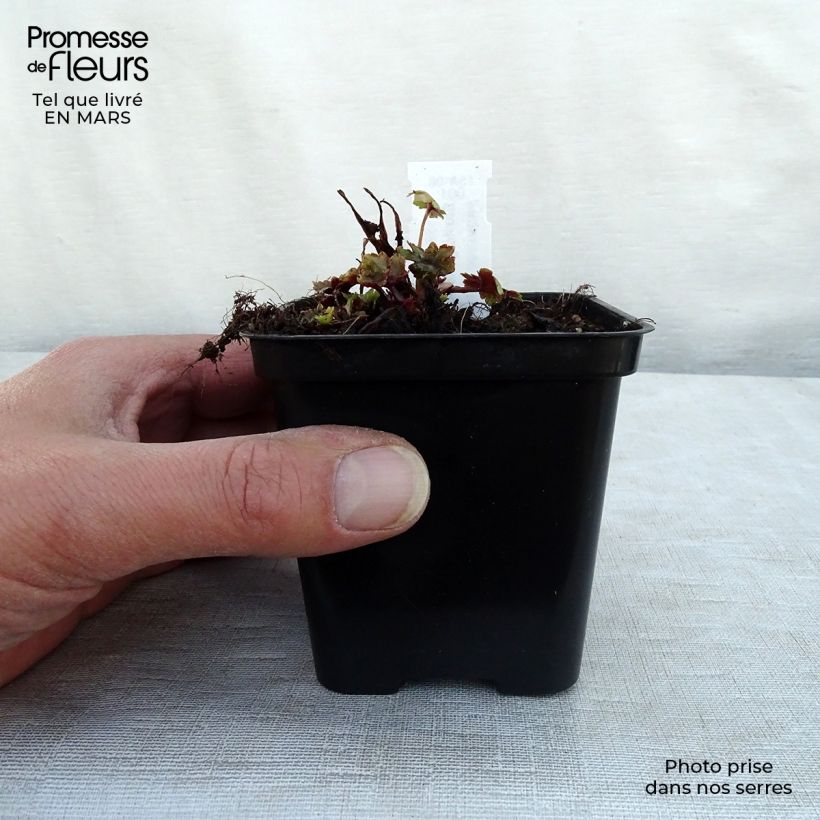 Example of Saxifraga fortunei Gokka - Herbst-Steinbrech Kleine Töpfe von 8/9 cm as you get in hiver