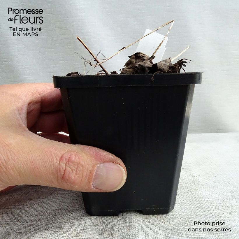 Exemplar von Saxifraga fortunei Rubrifolia - Herbst-Steinbrech Kleine Töpfe von 8/9 cm wie im Winter geliefert