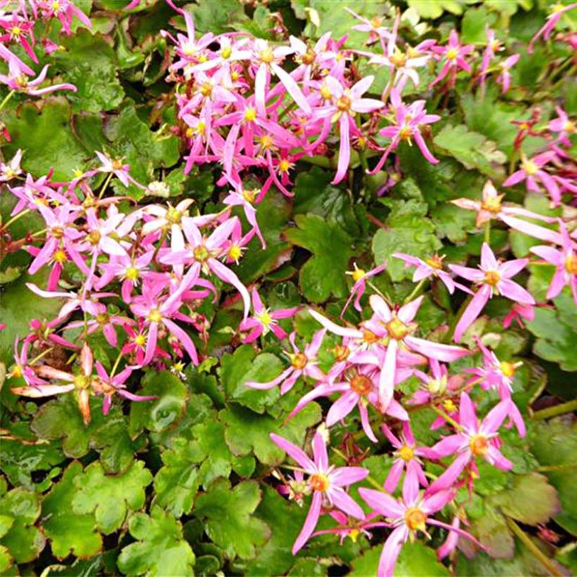 Saxifraga fortunei Sugar Plum Fairy - Herbst-Steinbrech (Foliage)