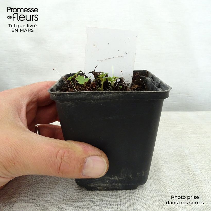 Example of Saxifraga fortunei Sugar Plum Fairy - Herbst-Steinbrech Kleine Töpfe von 8/9 cm as you get in printemps