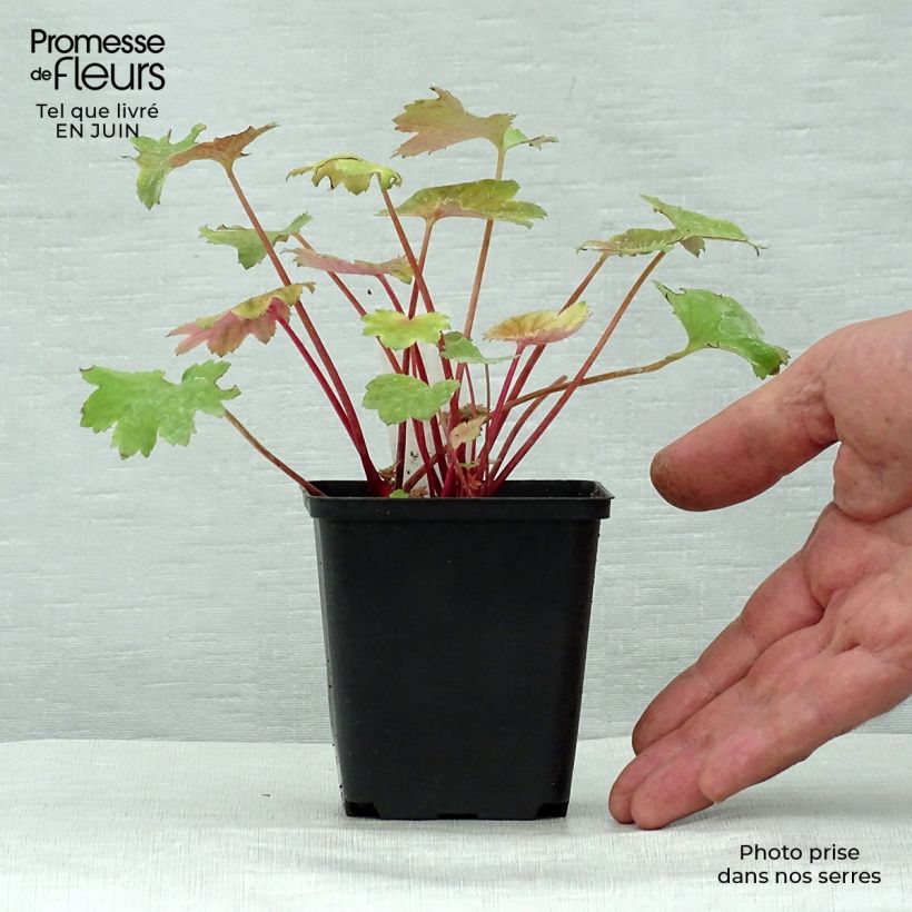Exemplar von Saxifraga fortunei Wada - Herbst-Steinbrech Kleine Töpfe von 8/9 cm wie im Sommer geliefert