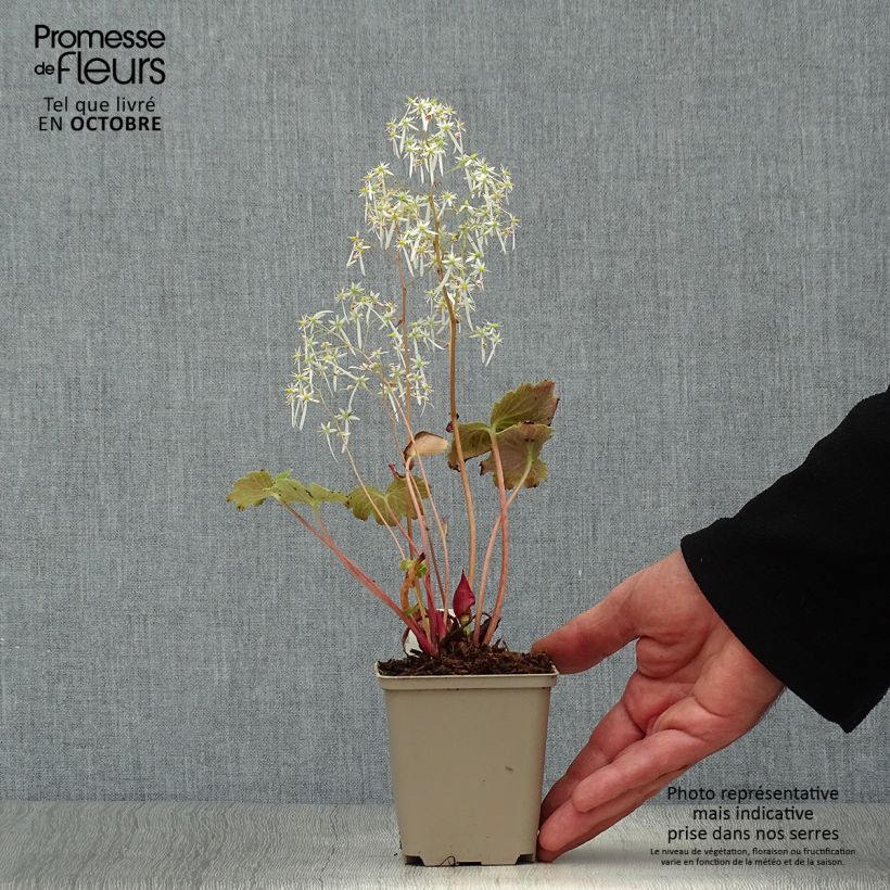Example of Saxifraga fortunei Wada - Herbst-Steinbrech Kleine Töpfe von 8/9 cm as you get in automne