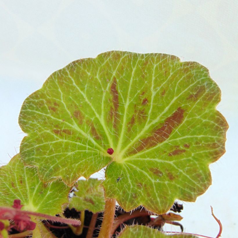 Saxifraga stolonifera Cuscutiformis - Hänge-Steinbrech (Foliage)