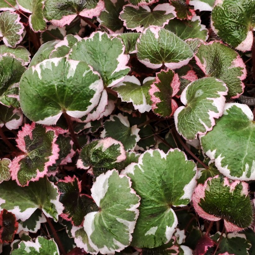 Judenbart - Saxifraga stolonifera Variegata (Foliage)