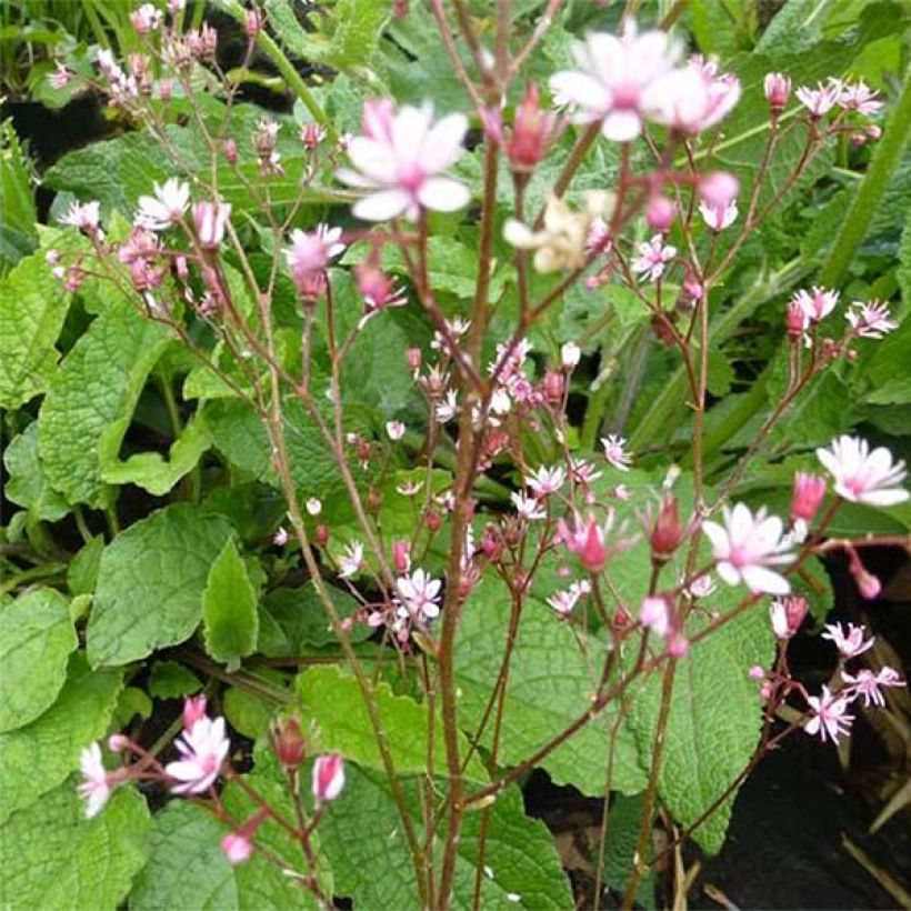 Schatten-Steinbrech Clarence Elliott - Saxifraga umbrosa (Flowering)