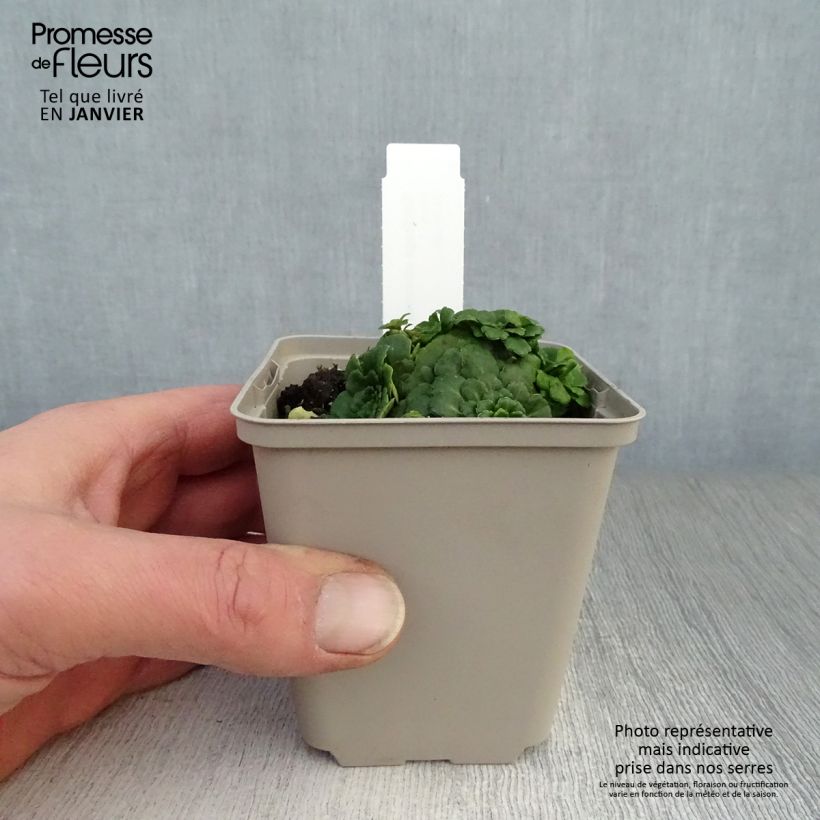 Exemplar von Schatten-Steinbrech Clarence Elliott - Saxifraga umbrosa Kleine Töpfe von 8/9 cm wie im Winter geliefert