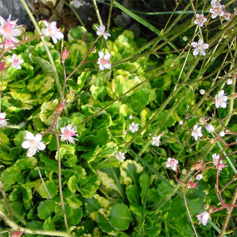 Saxifraga umbrosa Variegata - Schatten-Steinbrech (Flowering)