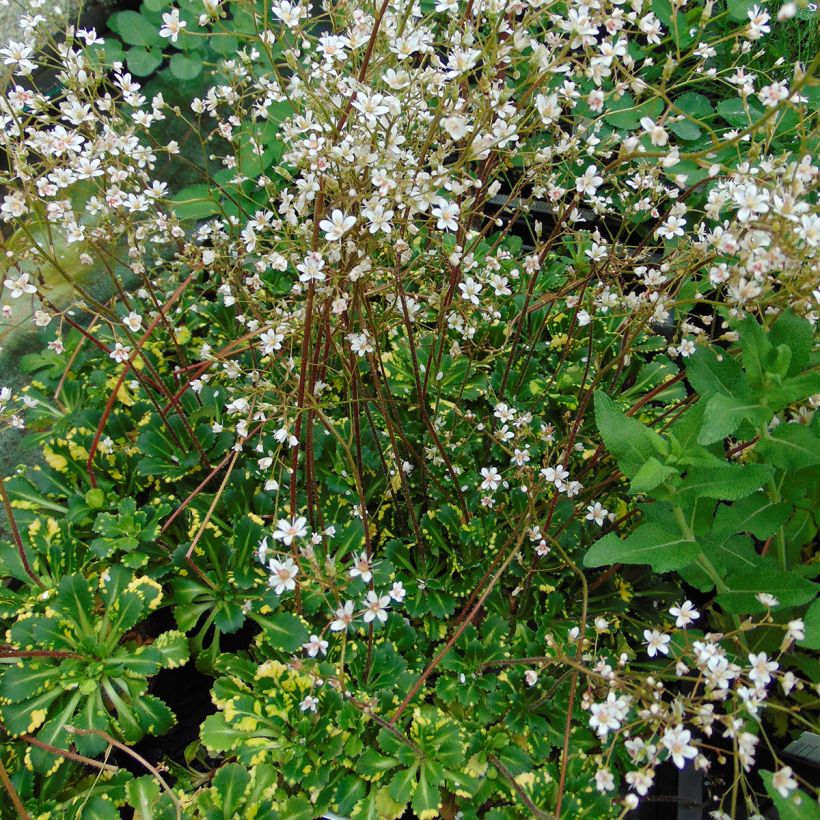 Saxifraga umbrosa Variegata - Schatten-Steinbrech (Plant habit)