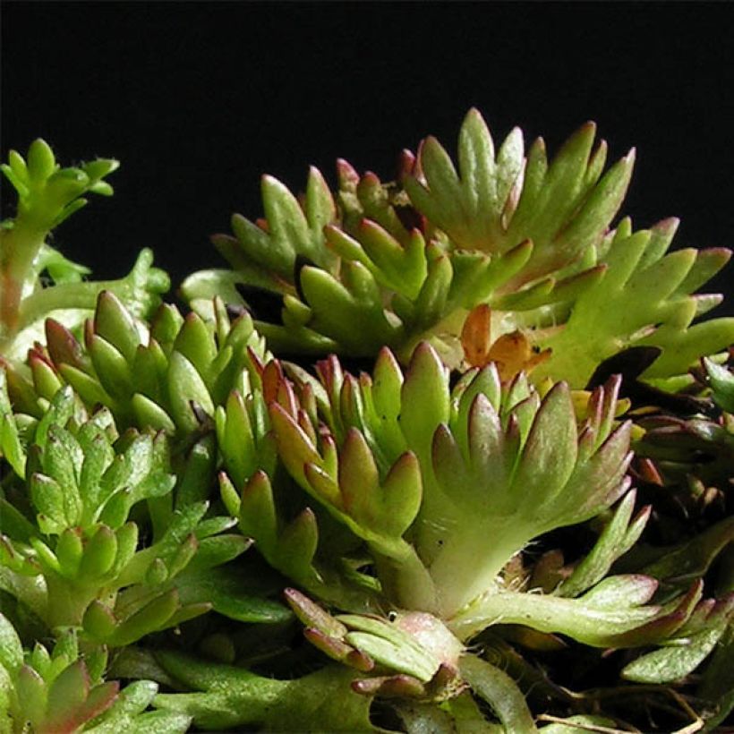Saxifraga arendsii Pixie - Garten-Moos-Steinbrech (Plant habit)