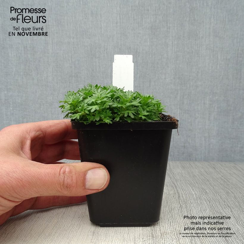 Example of Saxifraga arendsii Pixie - Garten-Moos-Steinbrech Kleine Töpfe von 8/9 cm as you get in automne