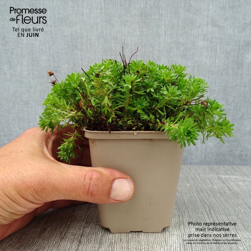 Exemplar von Saxifraga arendsii Pixie - Garten-Moos-Steinbrech Kleine Töpfe von 8/9 cm wie im Sommer geliefert