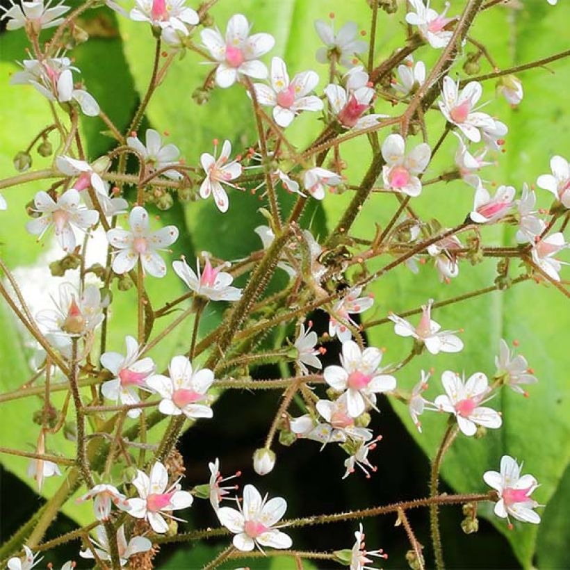Saxifraga urbium - Porzellanblümchen (Flowering)