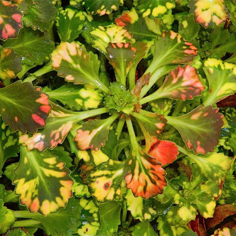 Saxifraga urbium Aureopunctata - Porzellanblümchen (Foliage)