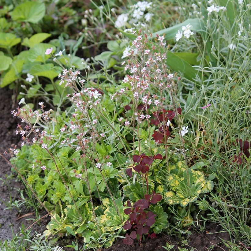 Saxifraga urbium Aureopunctata - Porzellanblümchen (Plant habit)