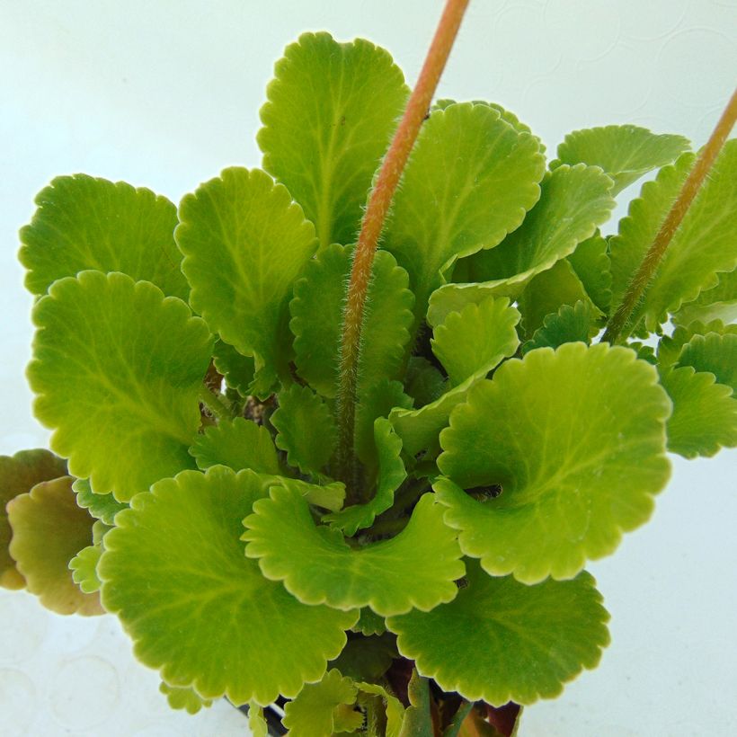 Saxifraga urbium - Porzellanblümchen (Foliage)