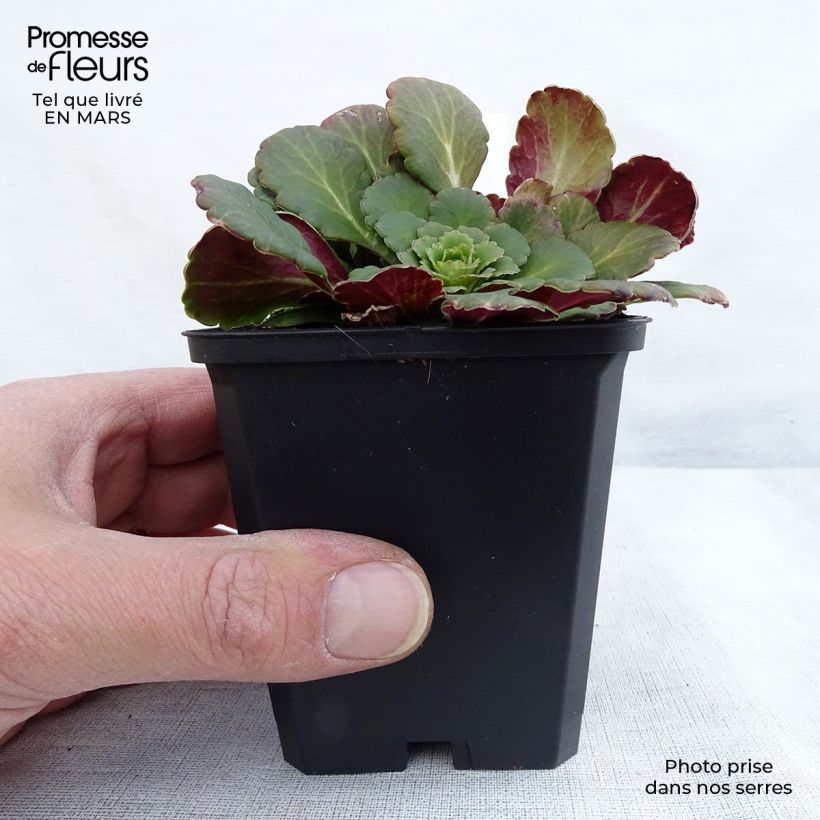 Exemplar von Saxifraga urbium - Porzellanblümchen Kleine Töpfe von 8/9 cm wie im Frühjahr geliefert