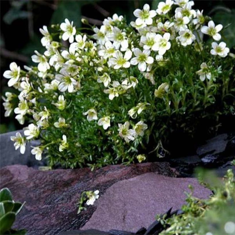 Saxifraga arendsii Pixie White - Garten-Moos-Steinbrech (Plant habit)