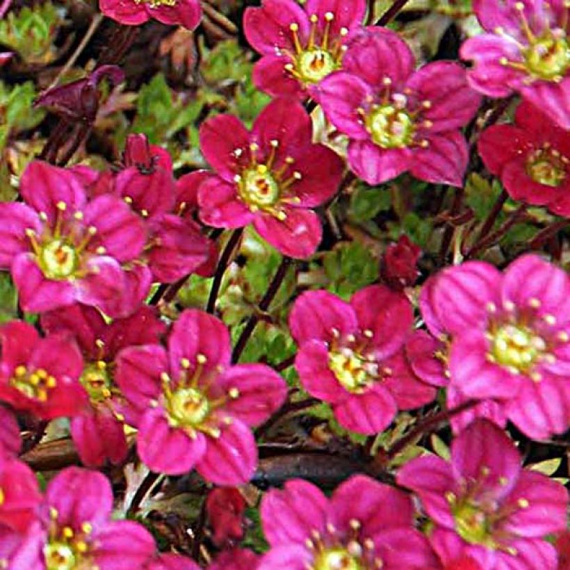 Saxifraga arendsii Peter Pan - Garten-Moos-Steinbrech (Flowering)