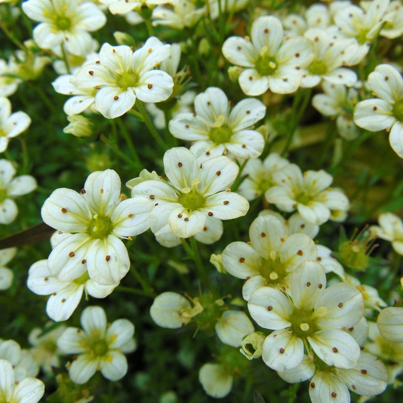 Saxifraga arendsii Pixie White - Garten-Moos-Steinbrech (Flowering)