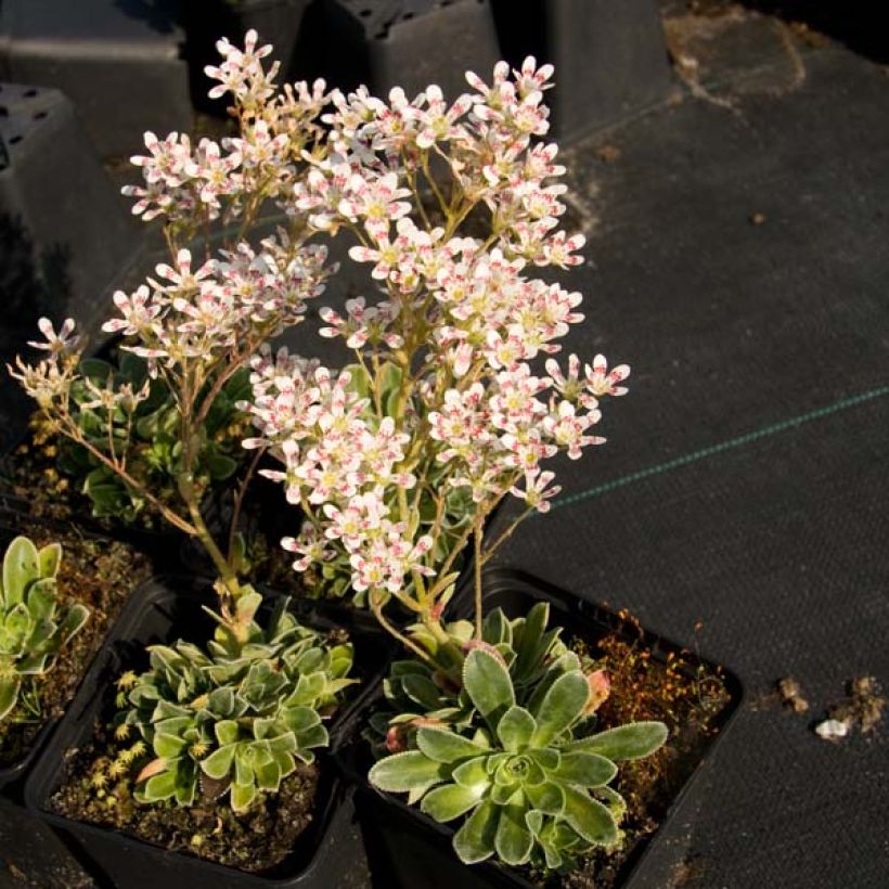 Saxifraga cotyledon Southside Seedling - Strauß-Steinbrech (Plant habit)