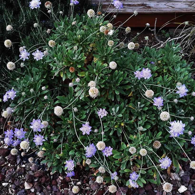 Tauben-Skabiose Butterfly Blue - Scabiosa columbaria (Plant habit)