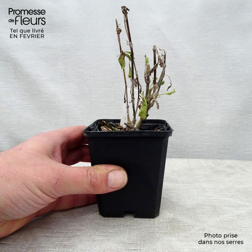 Example of Samt-Skabiose Cherry Vanilla Scoop - Scabiosa atropurpurea Kleine Töpfe von 8/9 cm as you get in hiver