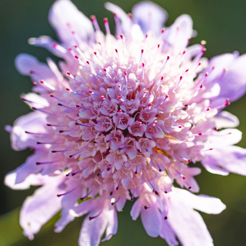 Tauben-Skabiose Pincushion Pink - Scabiosa columbaria var. nana (Flowering)
