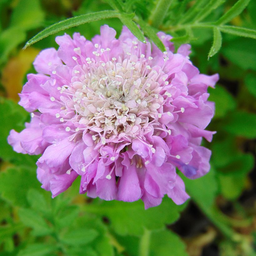 Tauben-Skabiose Pink Mist - Scabiosa columbaria (Flowering)