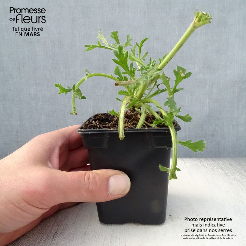 Exemplar von Tauben-Skabiose Butterfly Blue - Scabiosa columbaria Kleine Töpfe von 7/8 cm wie im Frühjahr geliefert