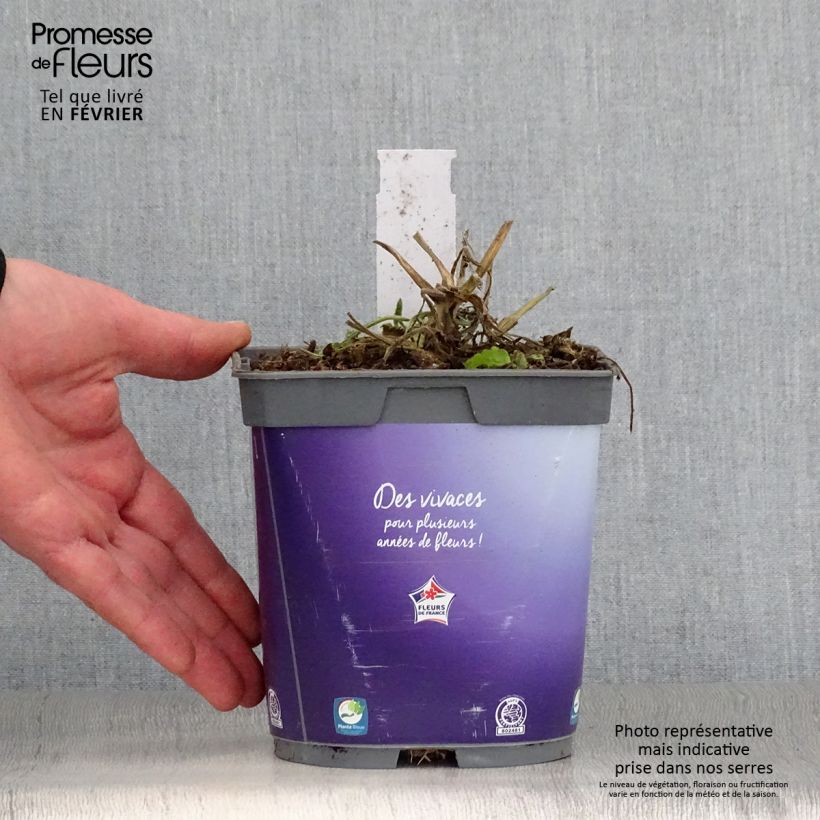 Exemplar von Tauben-Skabiose Butterfly Blue - Scabiosa columbaria Topf mit 2L/3L wie im Winter geliefert